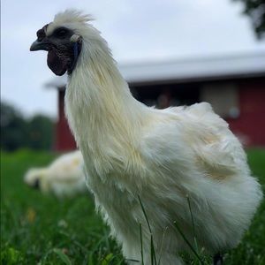 Meet your Posher, Dom